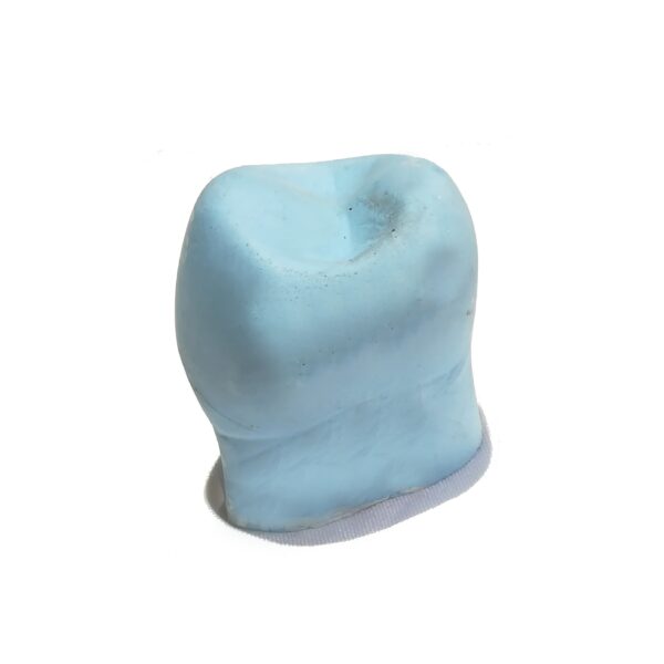 MACRODIENTE DE YESO ADULTO PREMOLAR SUPERIOR