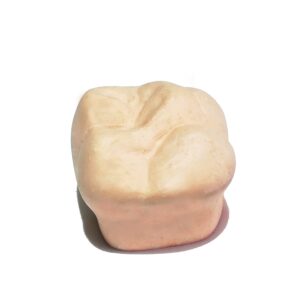 MACRODIENTE DE YESO ADULTO MOLAR INFERIOR