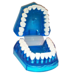 TIPODONTO JUMBO CON 32 PIEZAS MOVILES CON BISAGRA DE PLASTICO