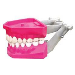 TIPODONTO JUMBO CON 32 PIEZAS MOVILES CON ARTICULAR