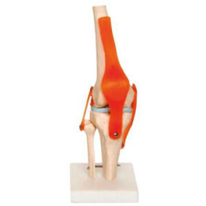 RODILLA GRANDE CON LIGAMENTOS