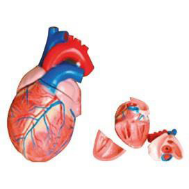 CORAZON TAMAÑO JUMBO 3 PIEZAS