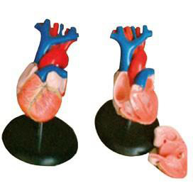 CORAZON TAMAÑO NORMAL 2 PIEZAS